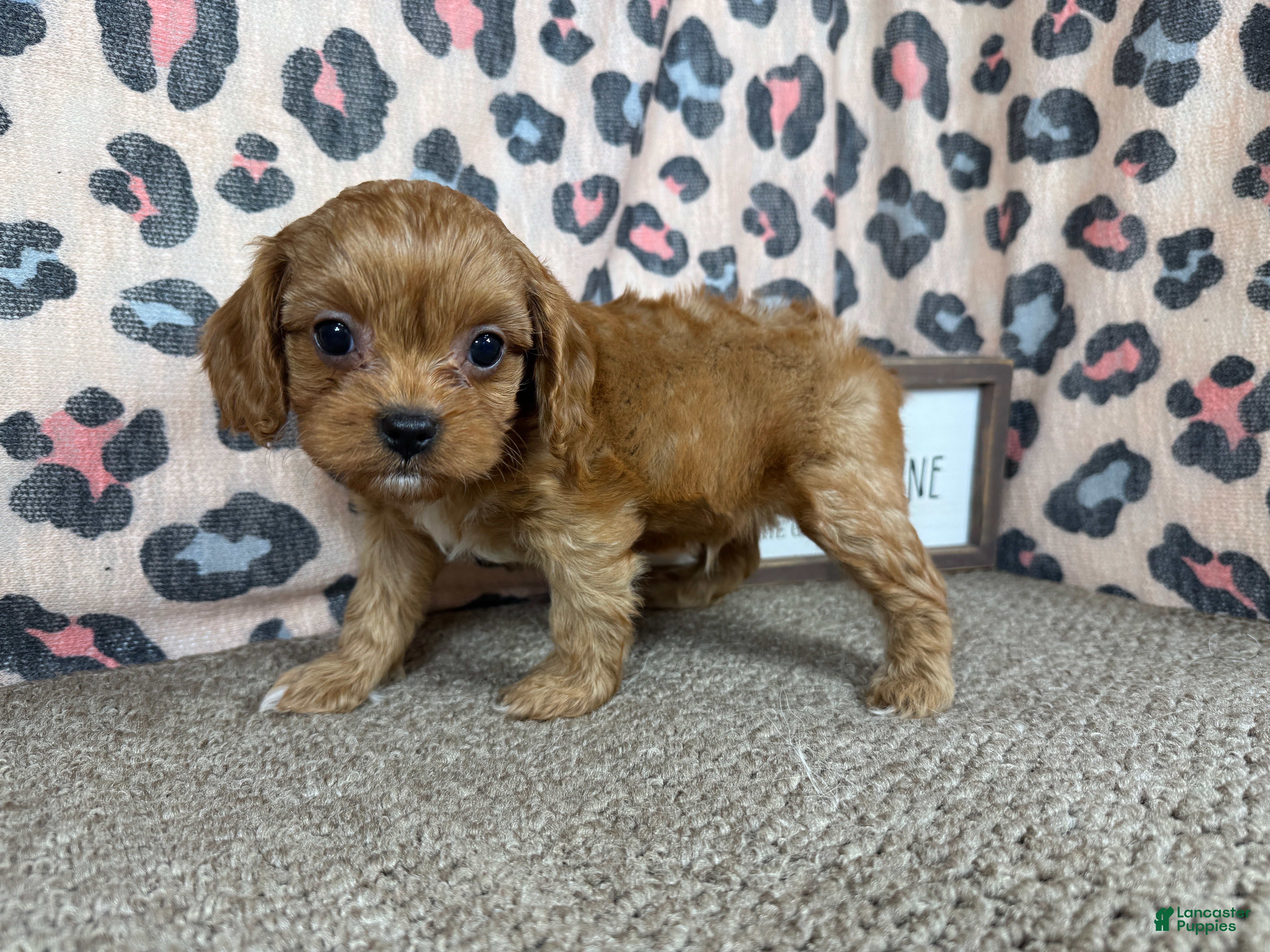 Cavapoo dogs Cavapoo 2 - Ad 17