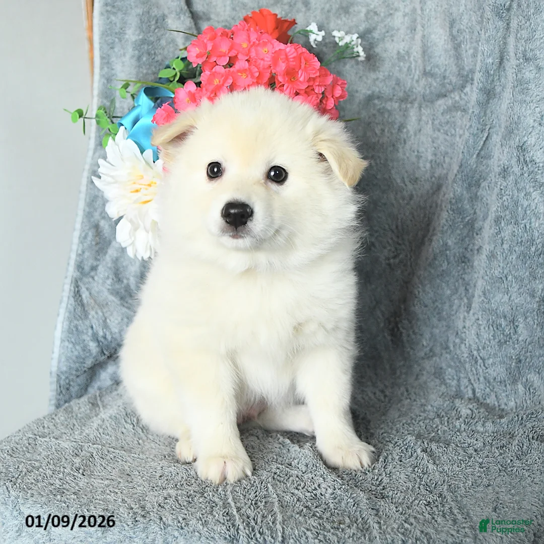 American Eskimo dogs for sale: Bubbles - Ad 2