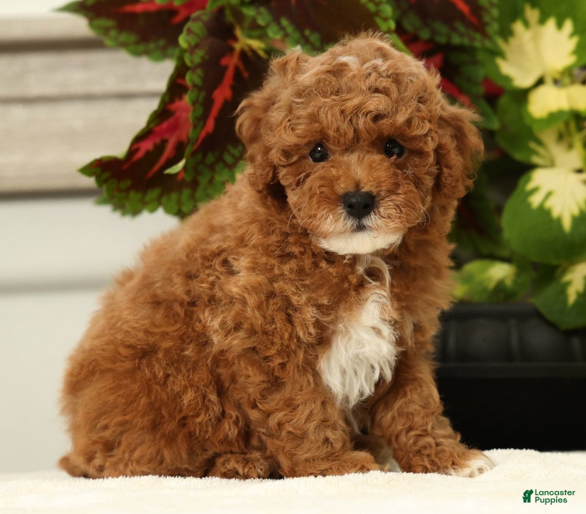 Miniature Poodle dogs Bingo - Ad 1
