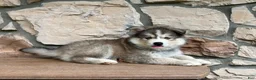 Pomsky dogs for sale: Teddy - Ad 4