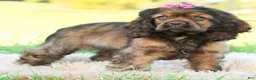 Cocker Spaniel dogs for sale: Peaches - Ad 4