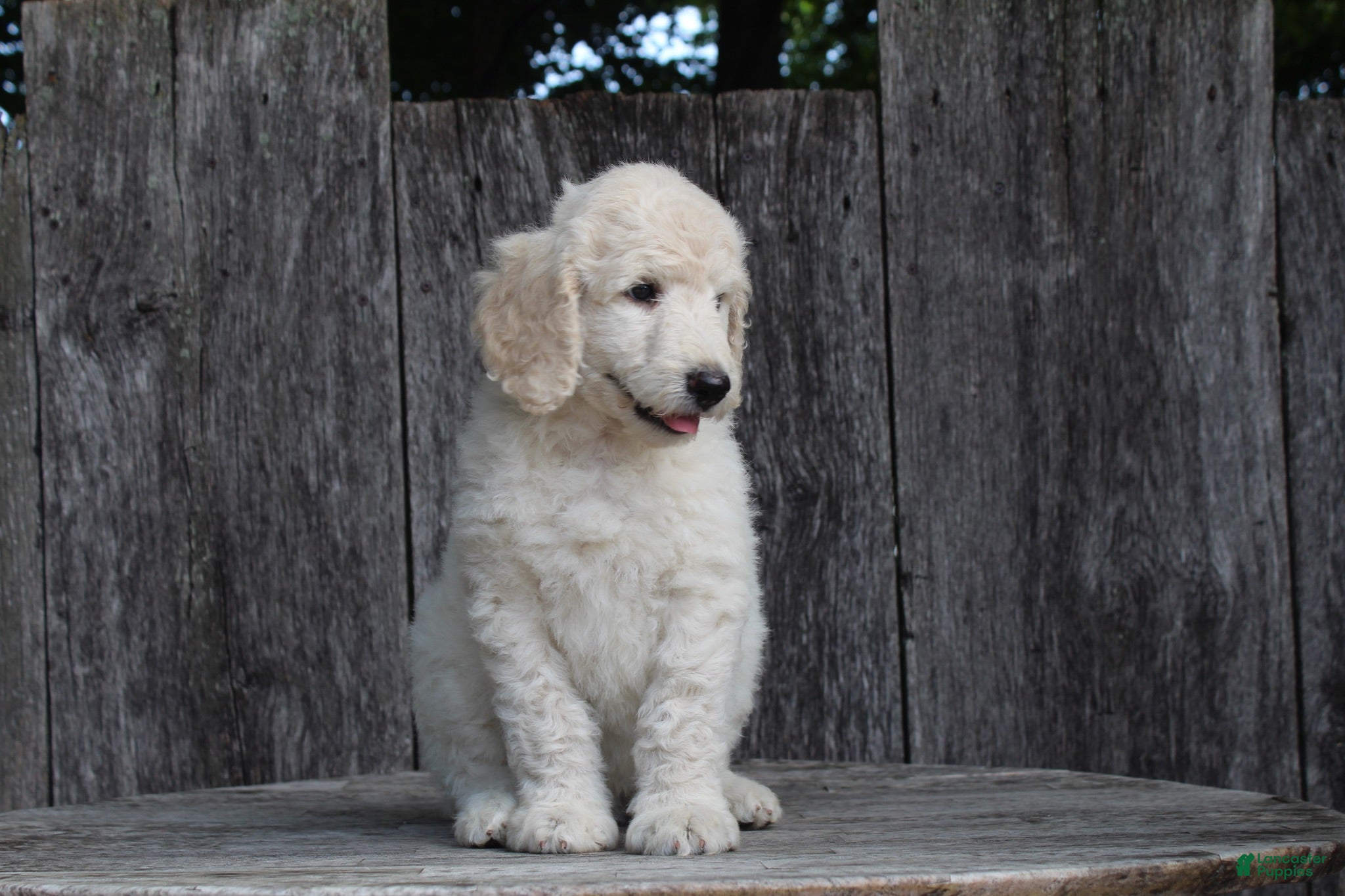 Standard Poodle dogs River AKC Standard Poodle  - Ad 2