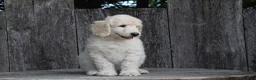 Standard Poodle dogs for sale: River AKC Standard Poodle  - Ad 2