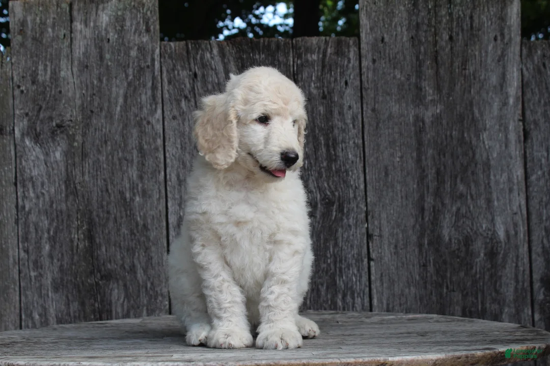 Standard Poodle dogs for sale: River AKC Standard Poodle  - Ad 2