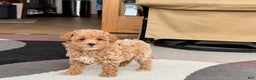 Maltipoo dogs for sale: Maltipoo male 2 - Ad 6