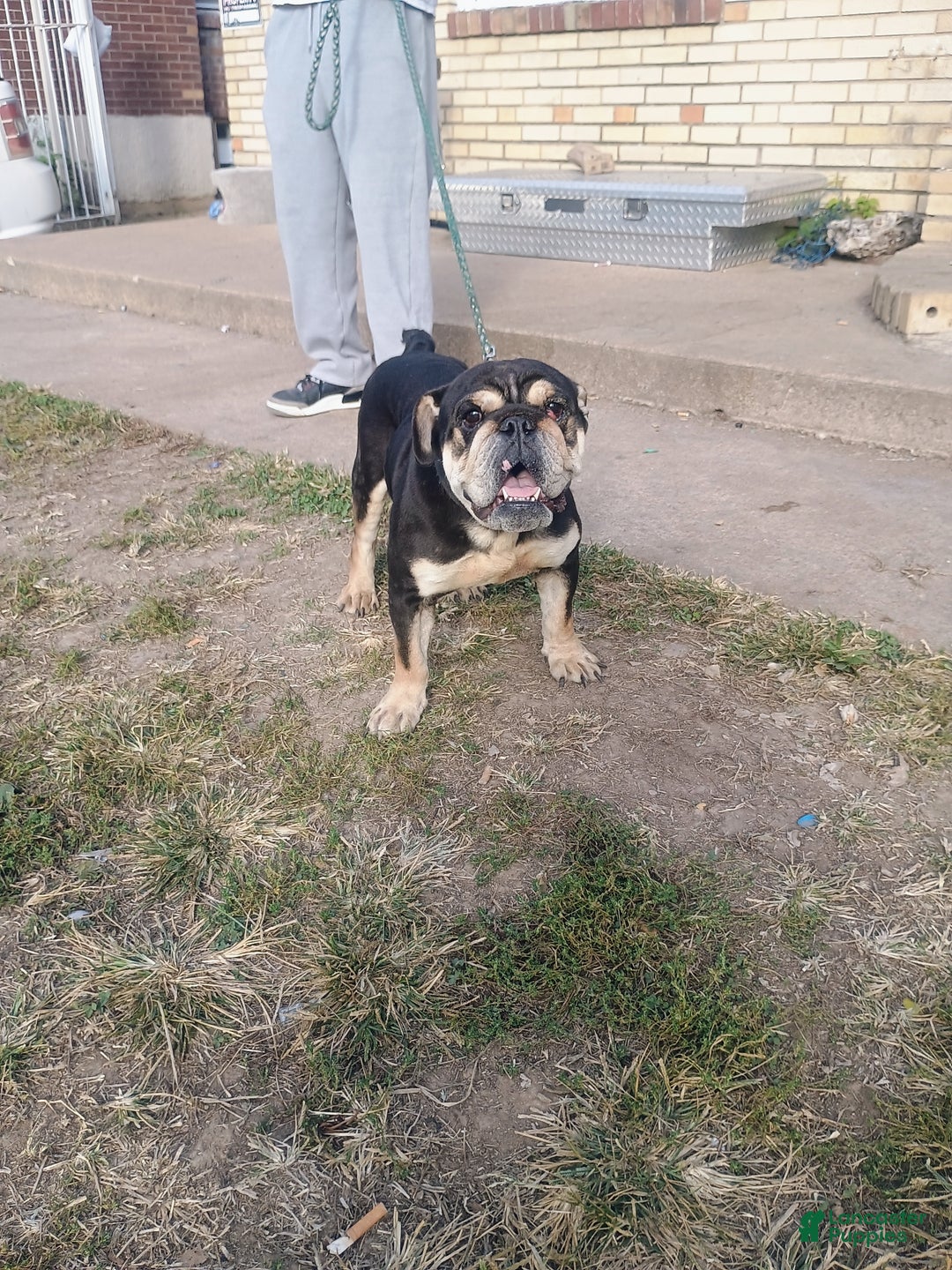 English Bulldog dogs for sale: Eb - Ad 2