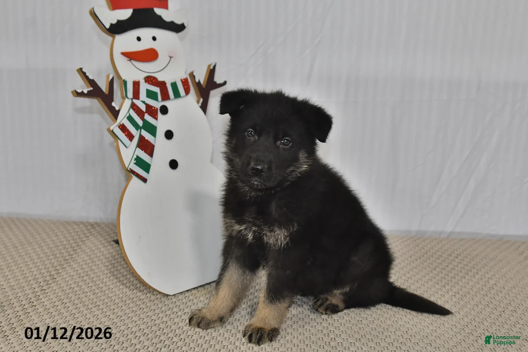 German Shepherd dogs for sale: Melody - Ad 15