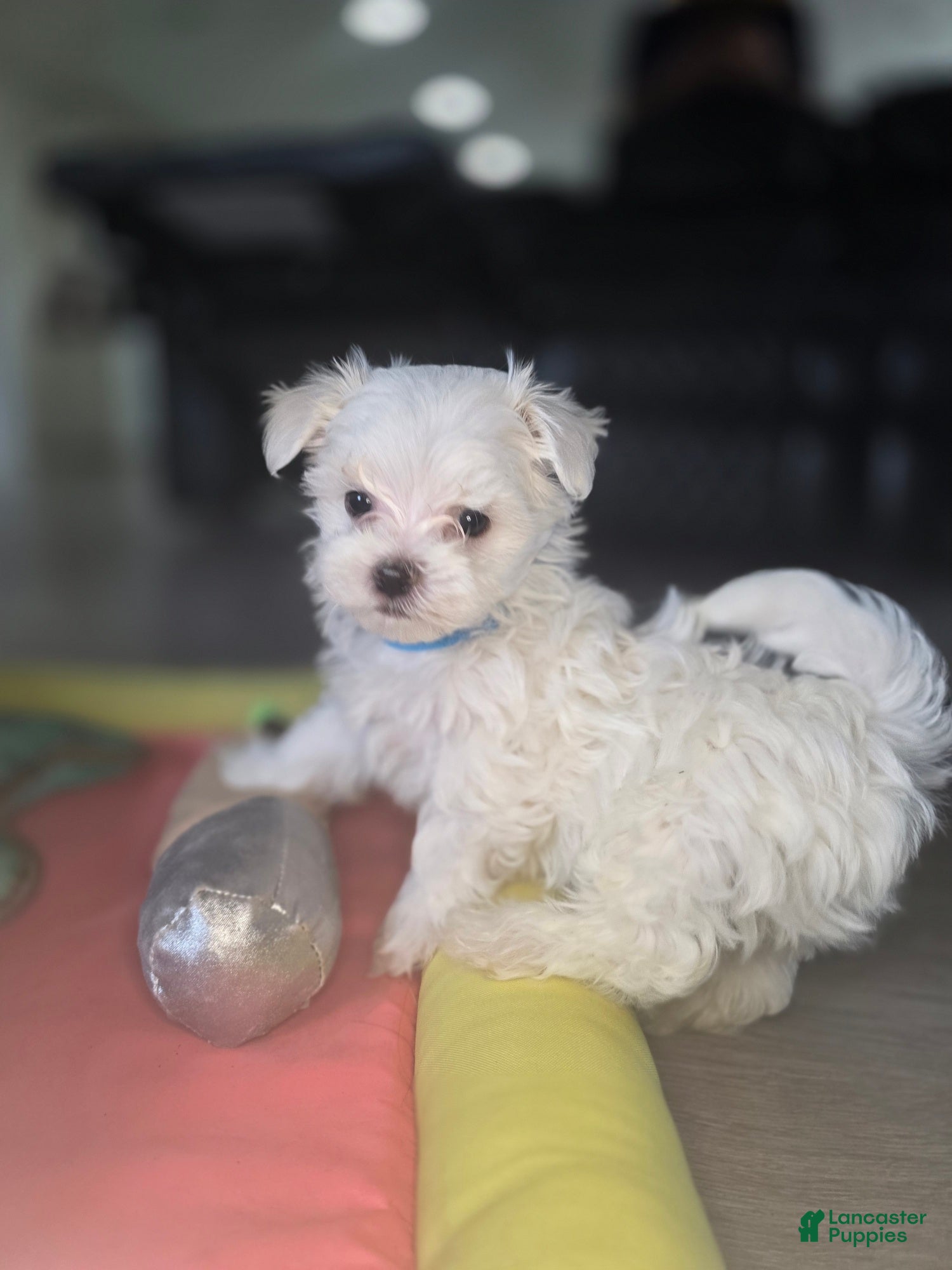 Maltese dogs 🐾 Male Maltese Puppy – Playful, Charming & Tiny - Ad 1
