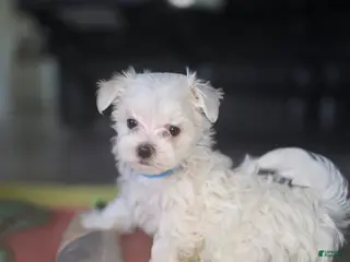 Maltese dogs 🐾 Male Maltese Puppy – Playful, Charming & Tiny - Ad 1