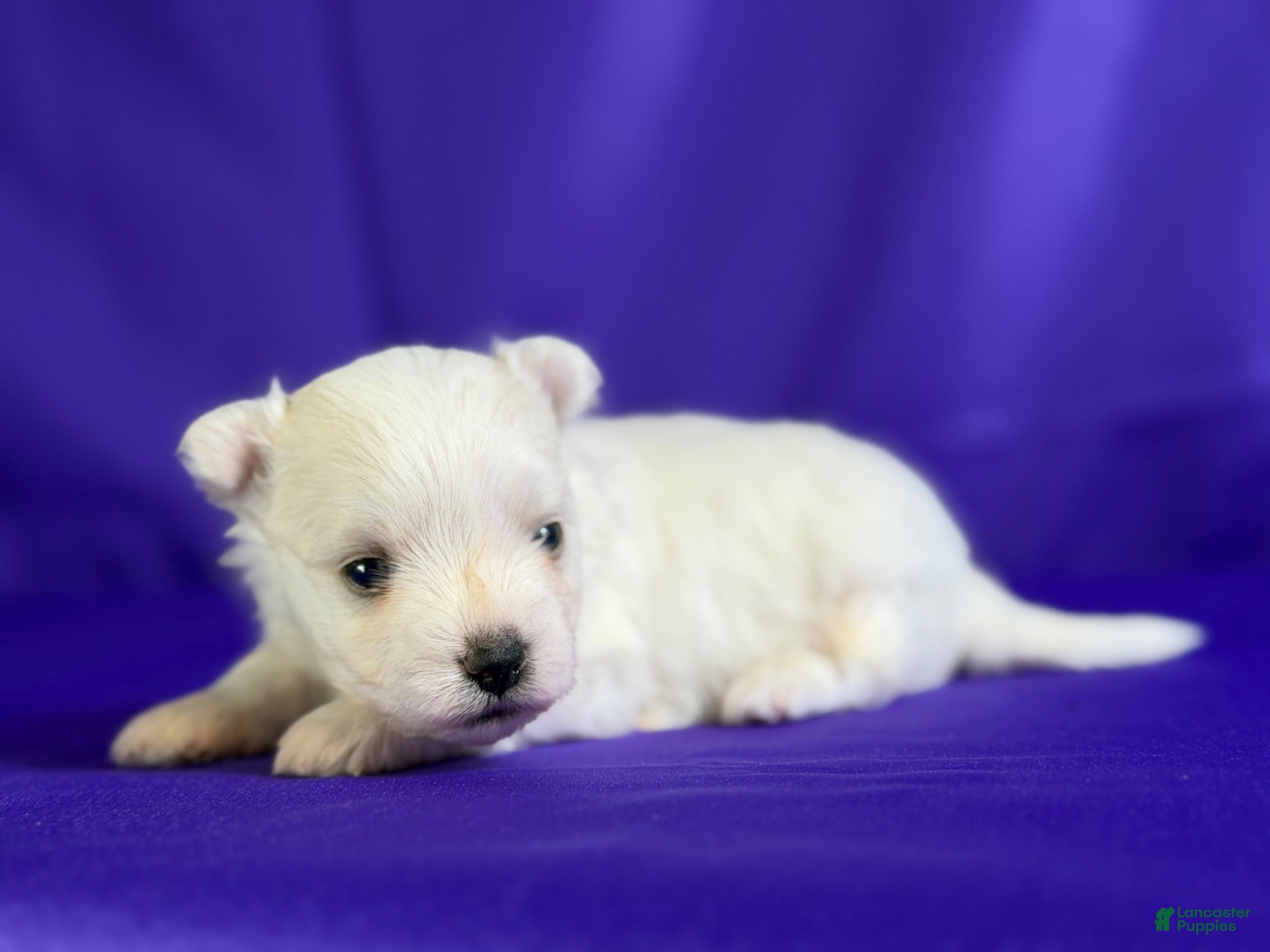 Maltipom dogs Donut  - Ad 2