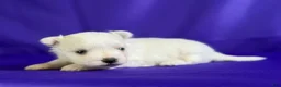 Maltipom dogs for sale: Donut  - Ad 2