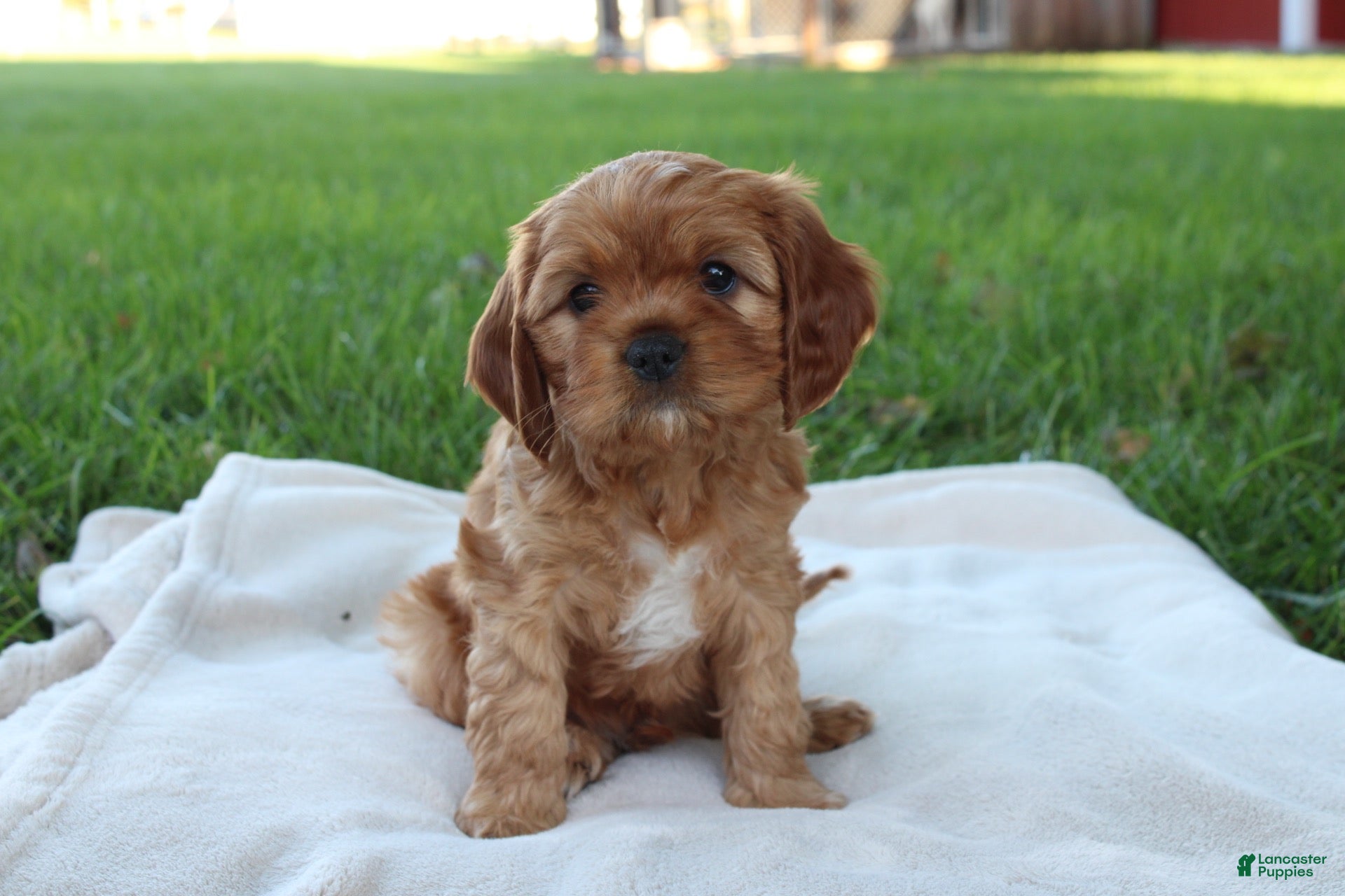 Cavapoo dogs  Teddy  - Ad 1