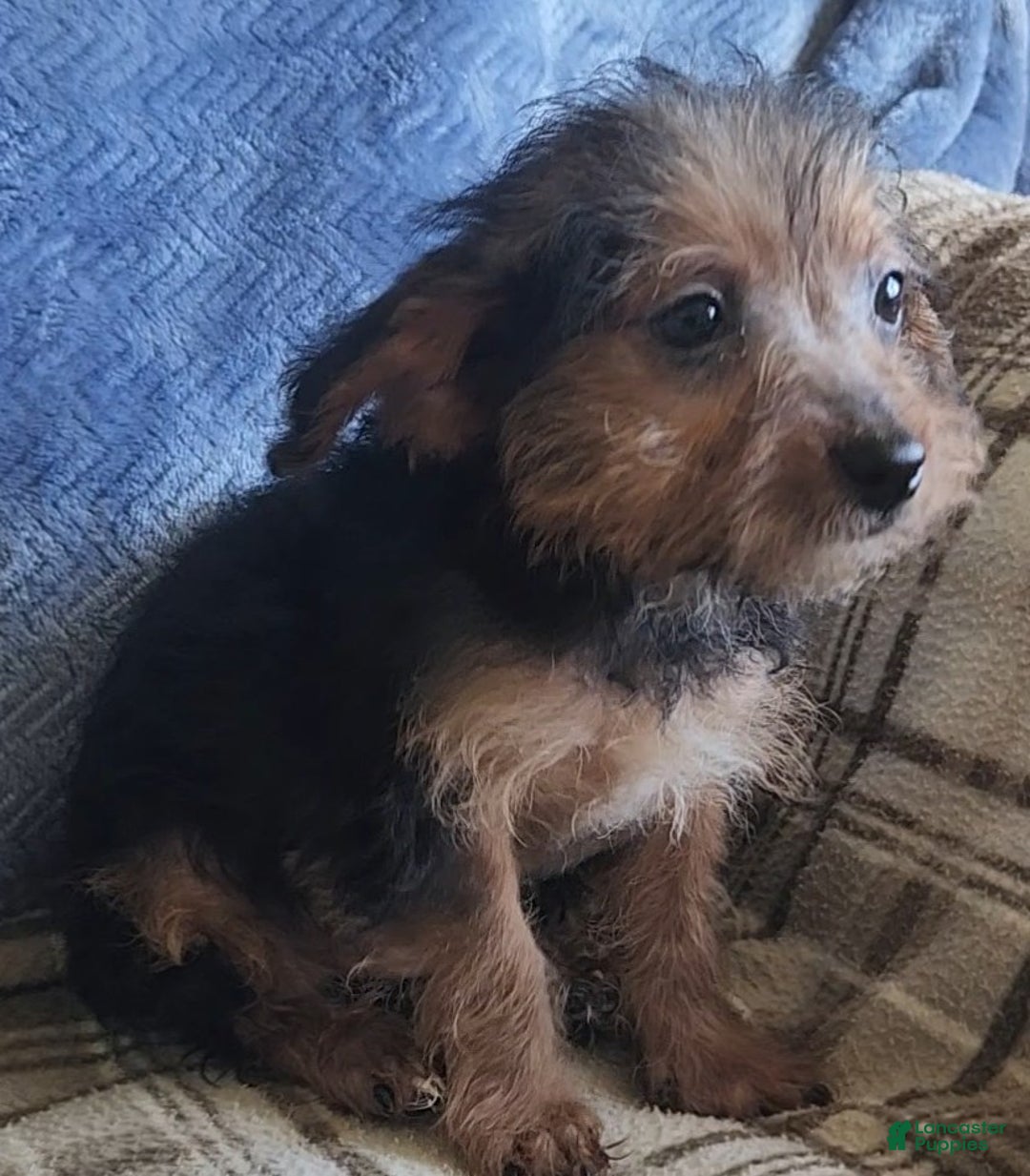 Mixed Breed dogs for sale: Mable - Ad 10