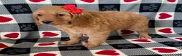 Mini Goldendoodle dogs for sale: Dreamer- mini / medium - Ad 2