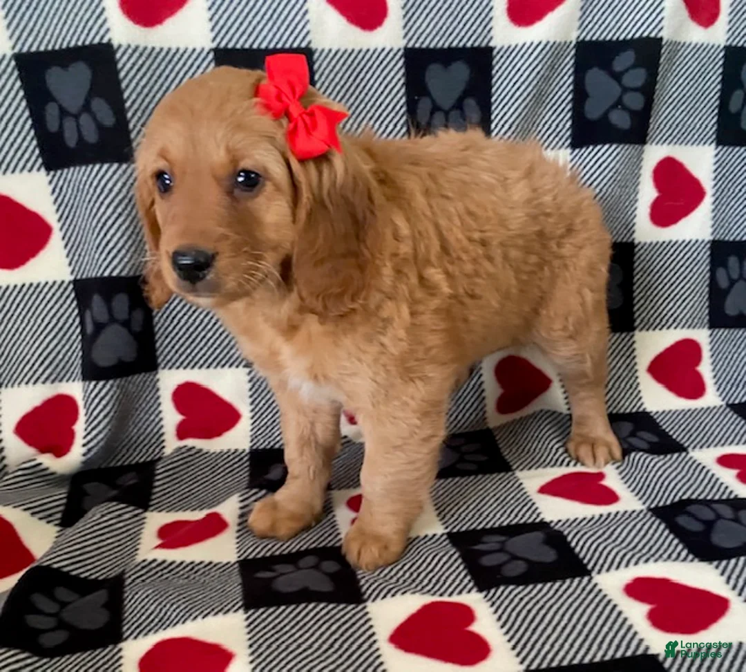 Mini Goldendoodle dogs for sale: Dreamer- mini / medium - Ad 2