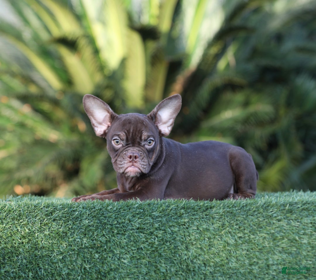 American Bully dogs for sale: American Bully Puppy 3 - Ad 1