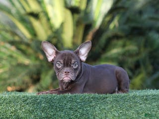 American Bully dogs American Bully Puppy 3 - Ad 19