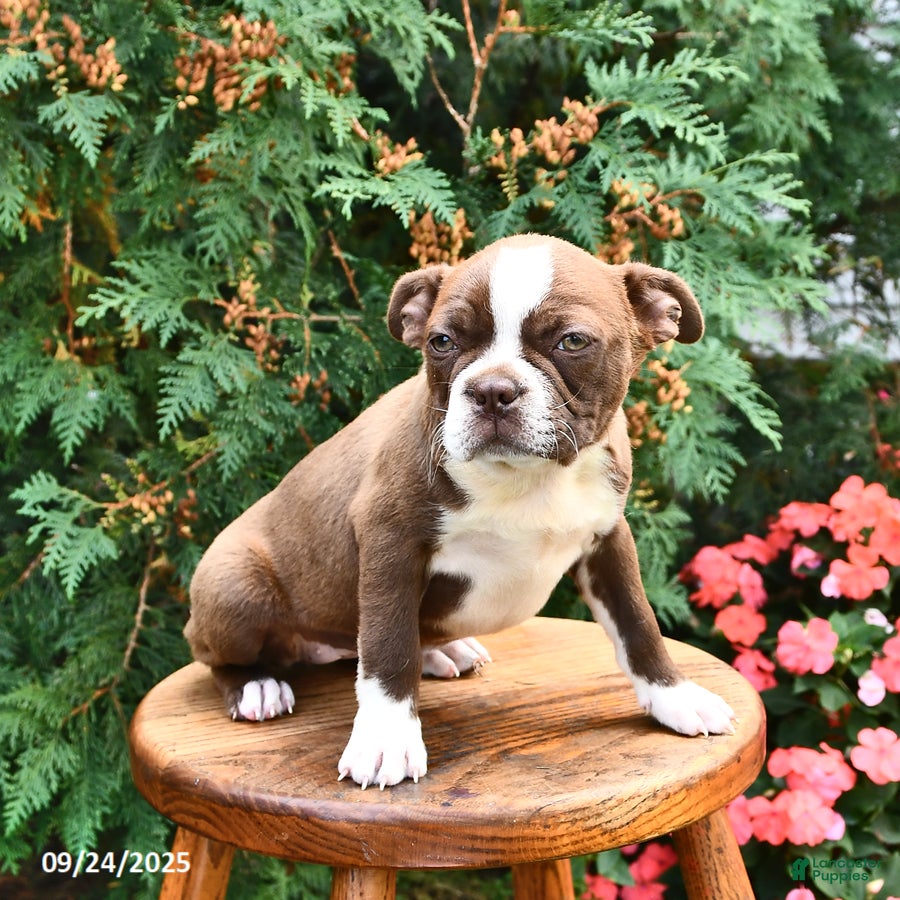 Boston Terrier dogs Olivia - Ad 26