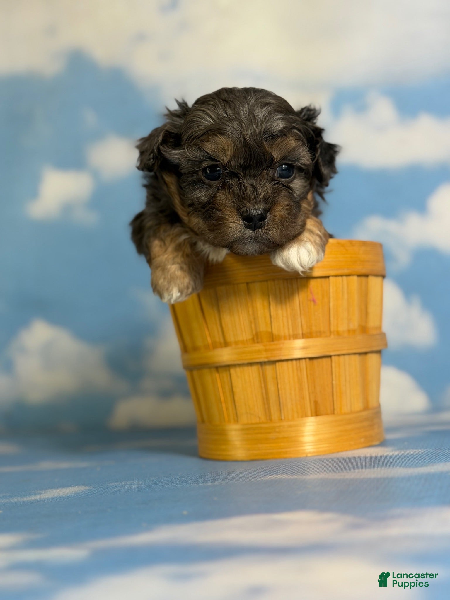 Pekapoo dogs June  - Ad 1