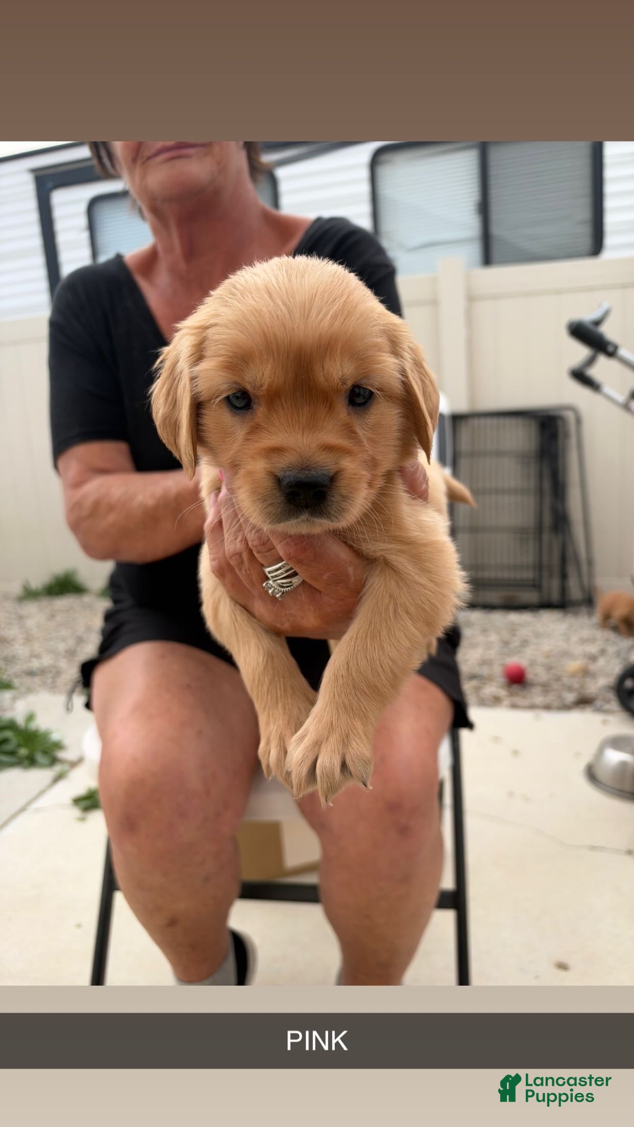 Golden Retriever dogs Pink Collar - Ad 1