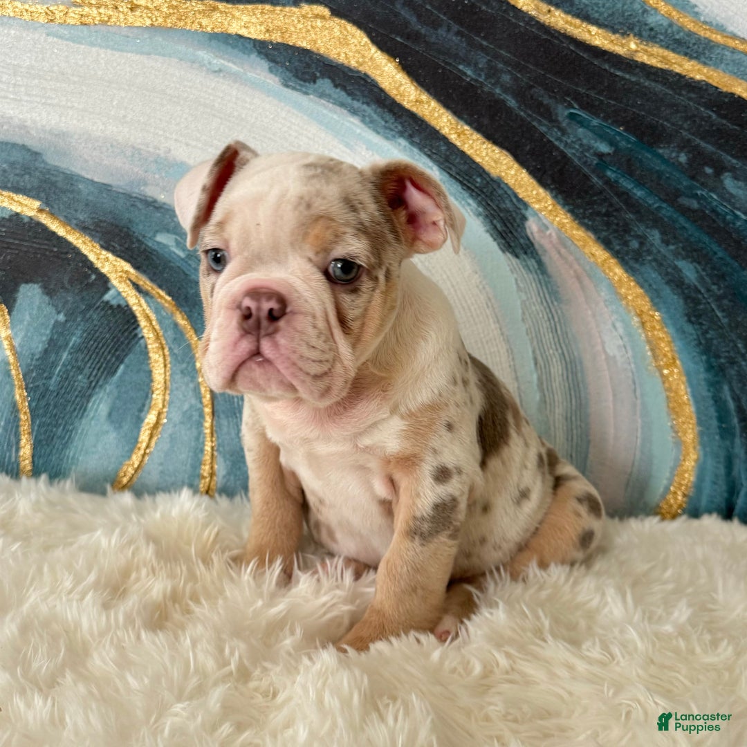 English Bulldog dogs for sale: Lulu - Ad 4