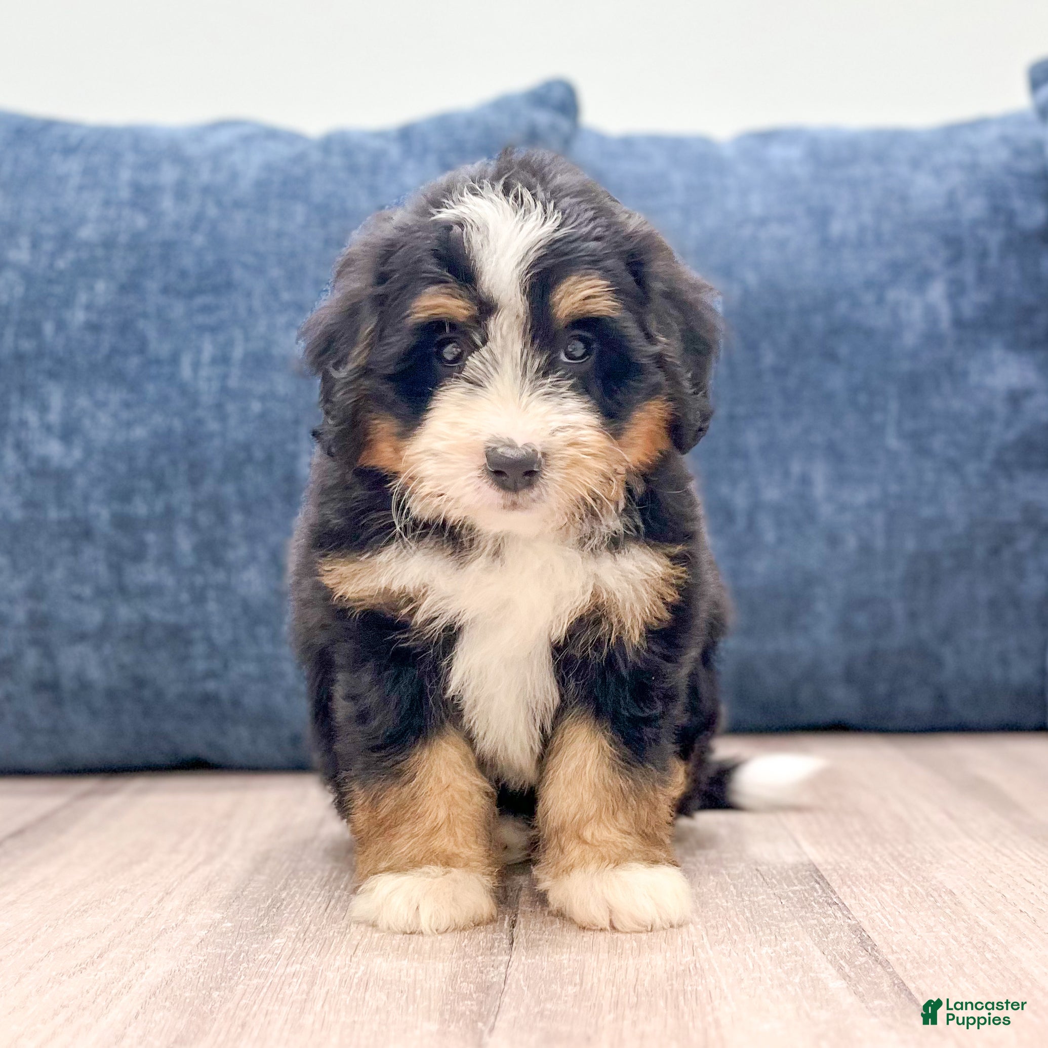 Mini Bernedoodle dogs Maddie - Ad 1