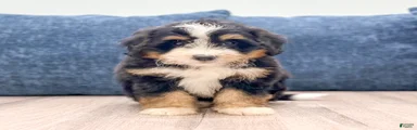 Maddie