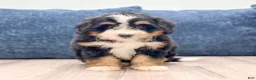 Mini Bernedoodle dogs for sale: Maddie - Ad 1