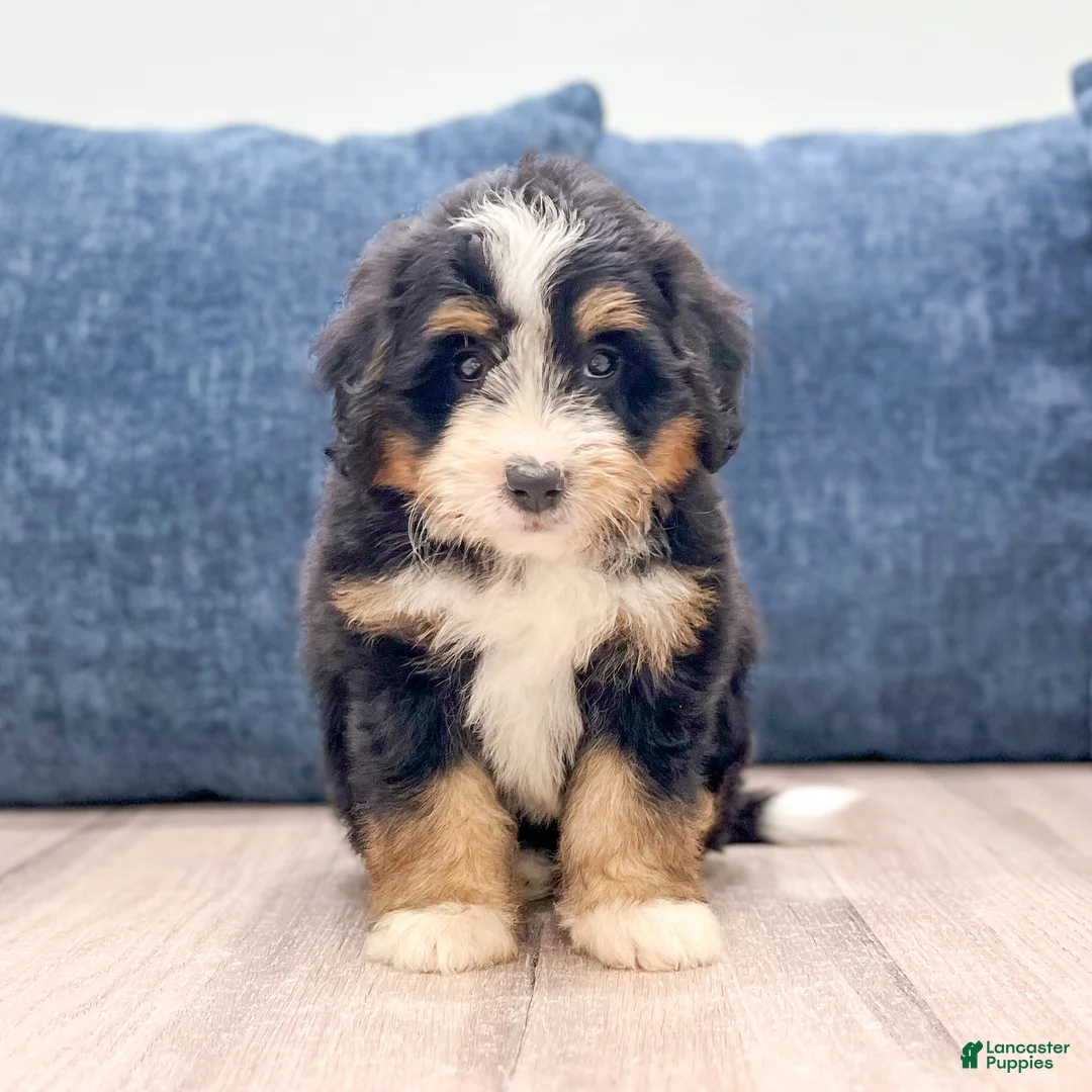 Mini Bernedoodle dogs for sale: Maddie - Ad 1