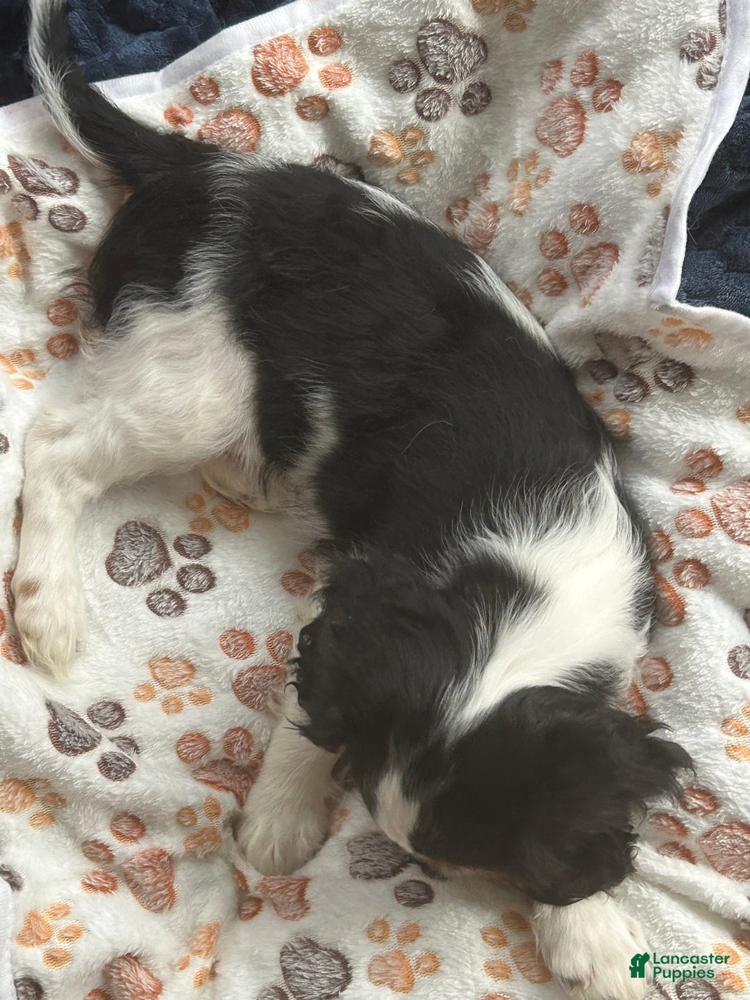 Cavalier King Charles Spaniel dogs for sale: Cavalier King Charles Spaniel Puppy 1 - Ad 6