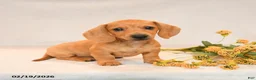 Miniature Dachshund dogs for sale: Oliver - Ad 1