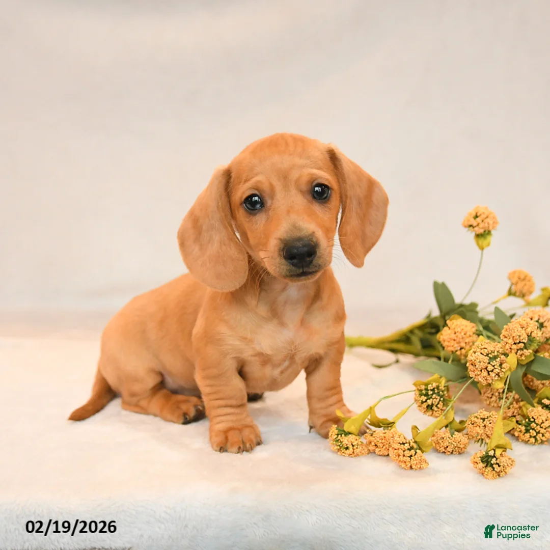 Miniature Dachshund dogs for sale: Oliver - Ad 1
