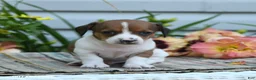 Chiweenie dogs for sale: Hero - Ad 3