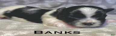 Banks