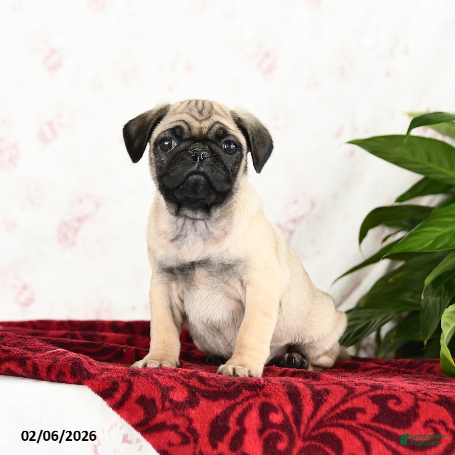 Pug dogs Tucker - Ad 16