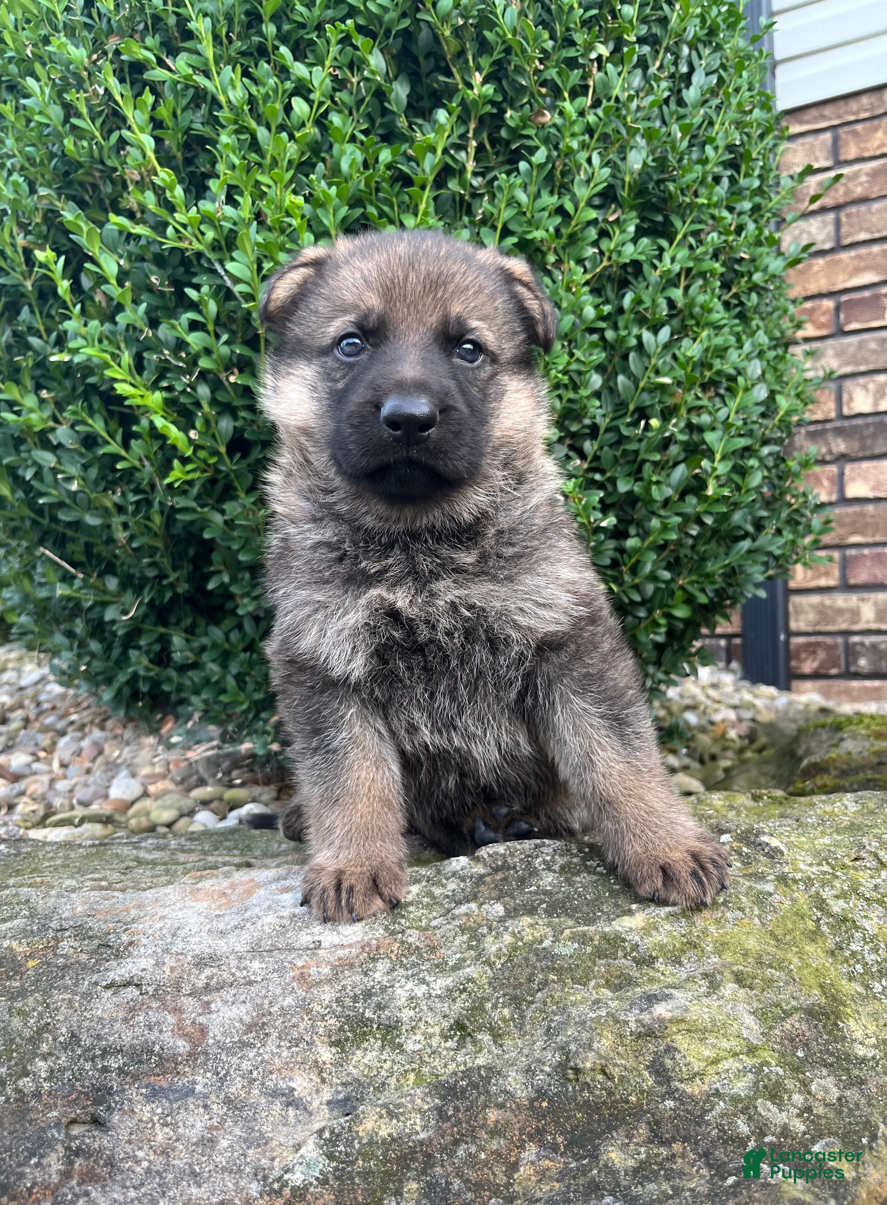 German Shepherd dogs Prince - Ad 1