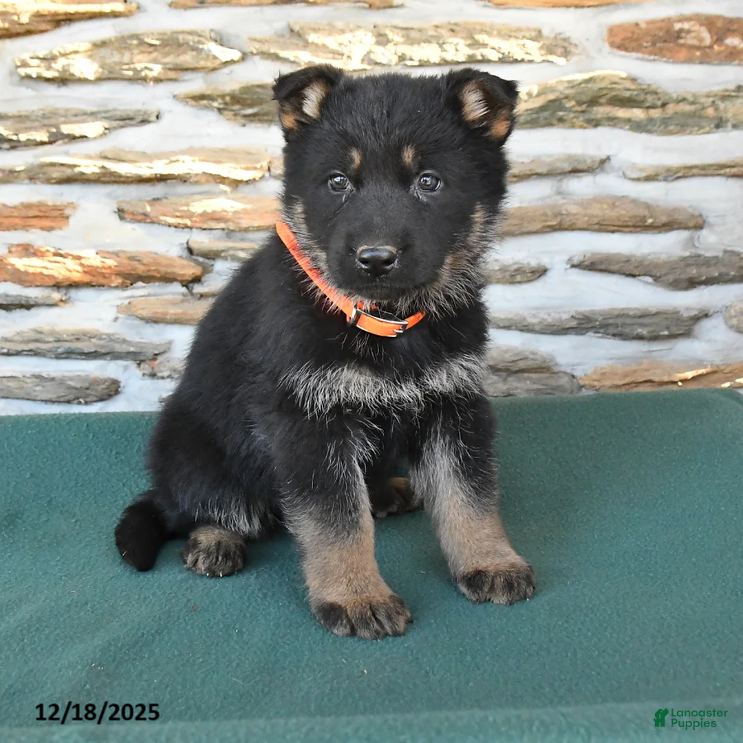 German Shepherd dogs for sale: Mandy - Ad 9
