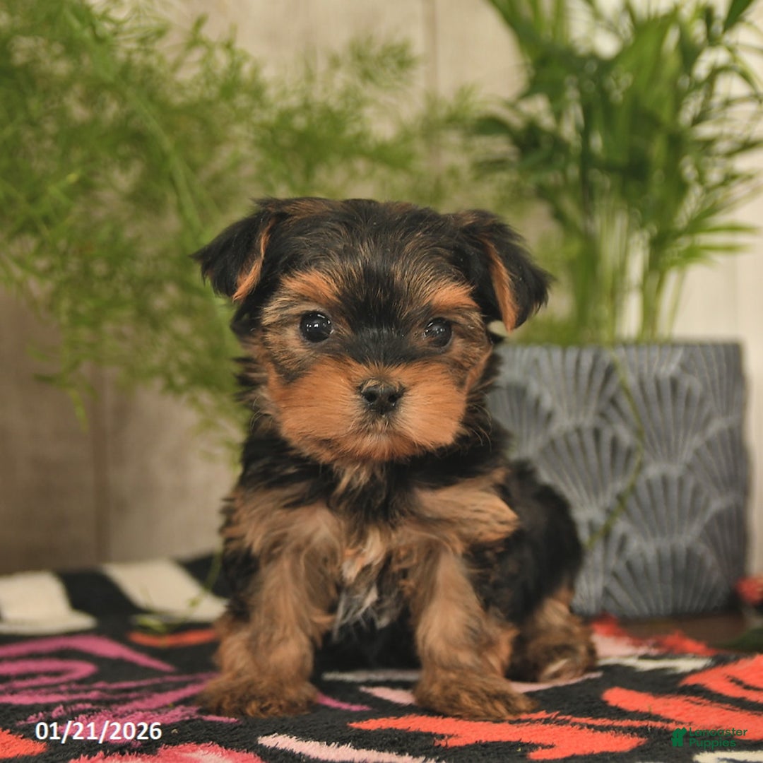 Yorkshire Terrier dogs for sale: Starlight  - Ad 5