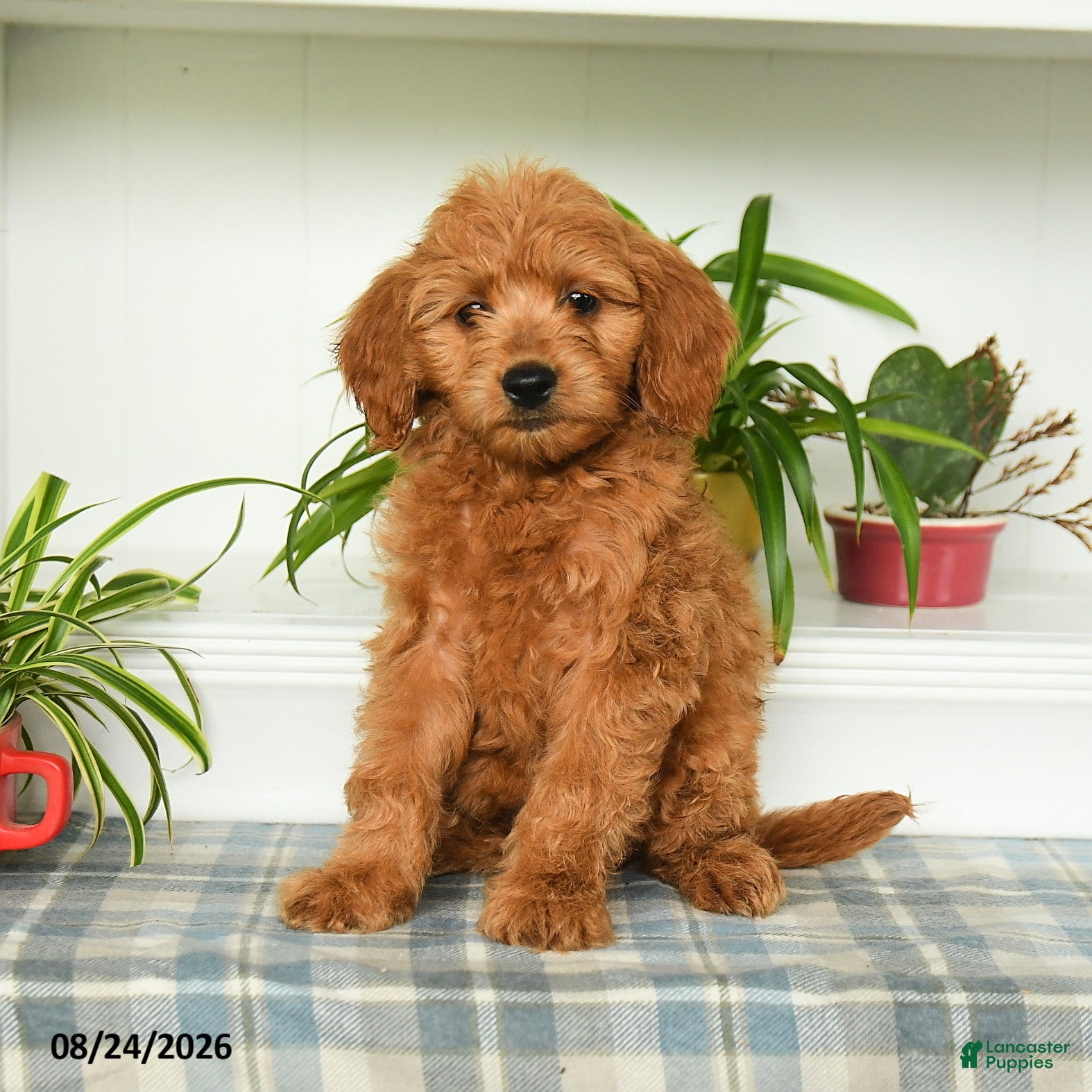 Mini Goldendoodle dogs Tanner - Ad 2