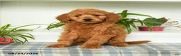 Mini Goldendoodle dogs for sale: Tanner - Ad 2