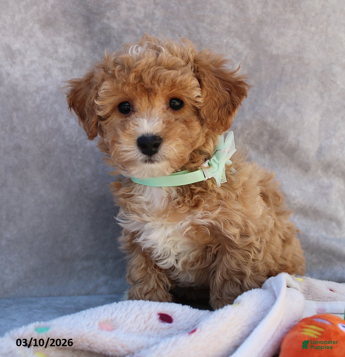 Bichpoo dogs Cami - Ad 2