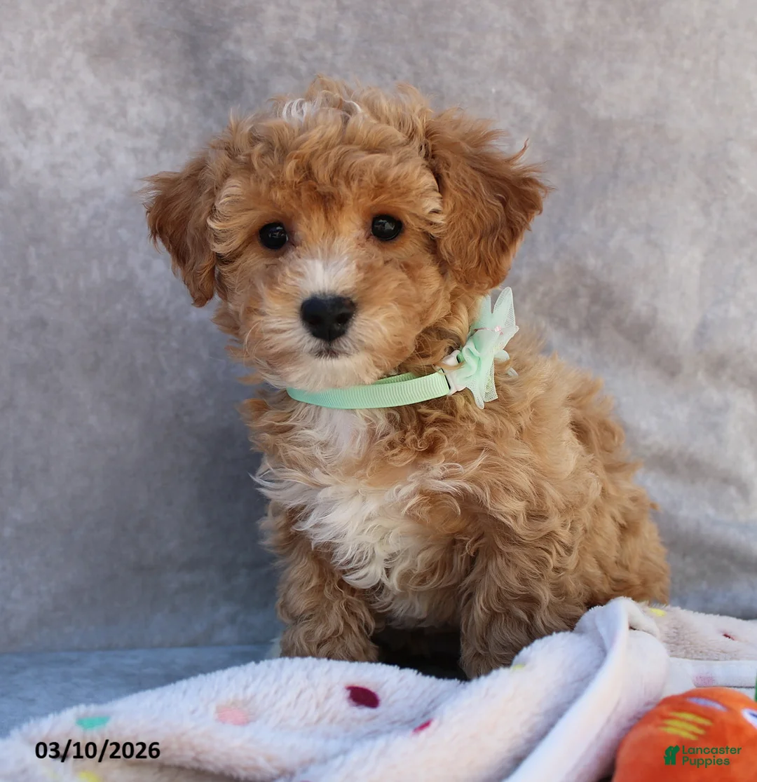 Bichpoo dogs for sale: Cami - Ad 2