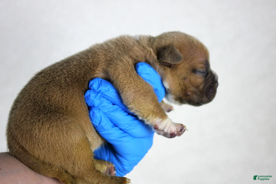 American Bully dogs for sale: Fawn Female (1 white foot) - Ad 16