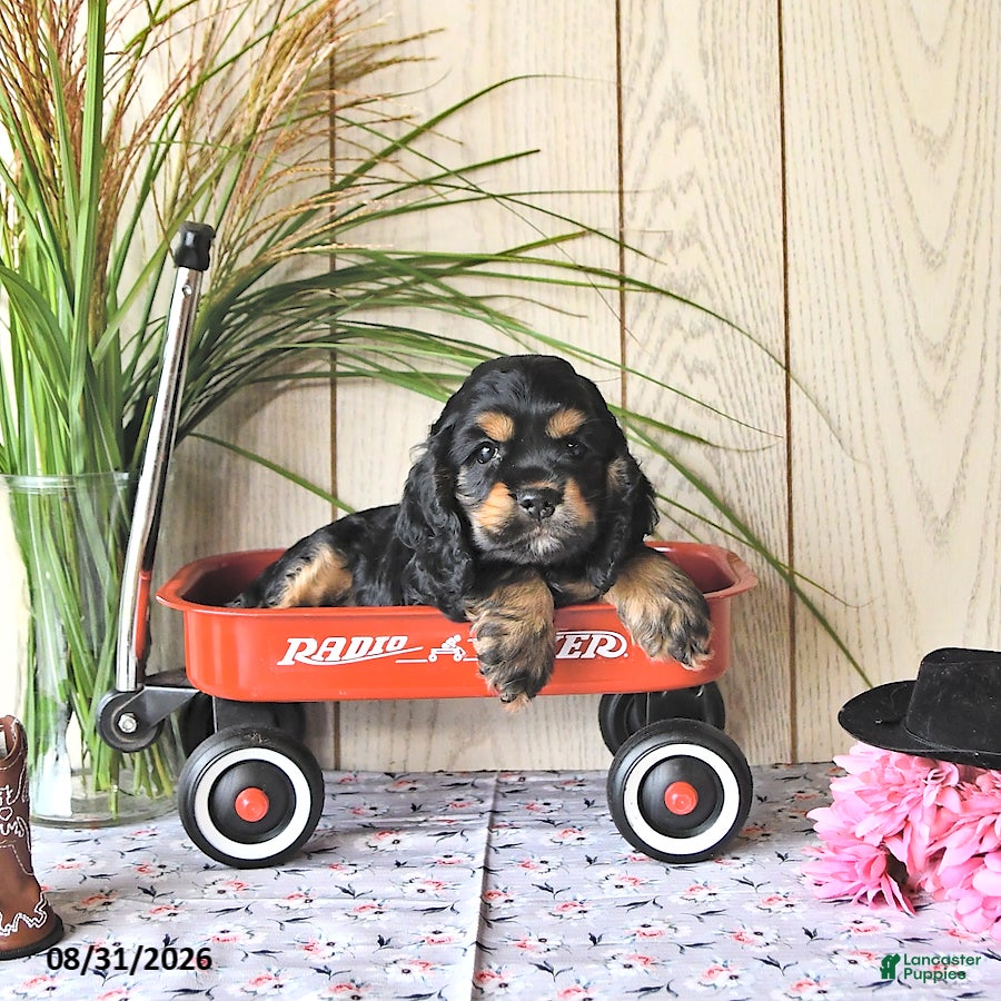Cocker Spaniel dogs Jody - Ad 1