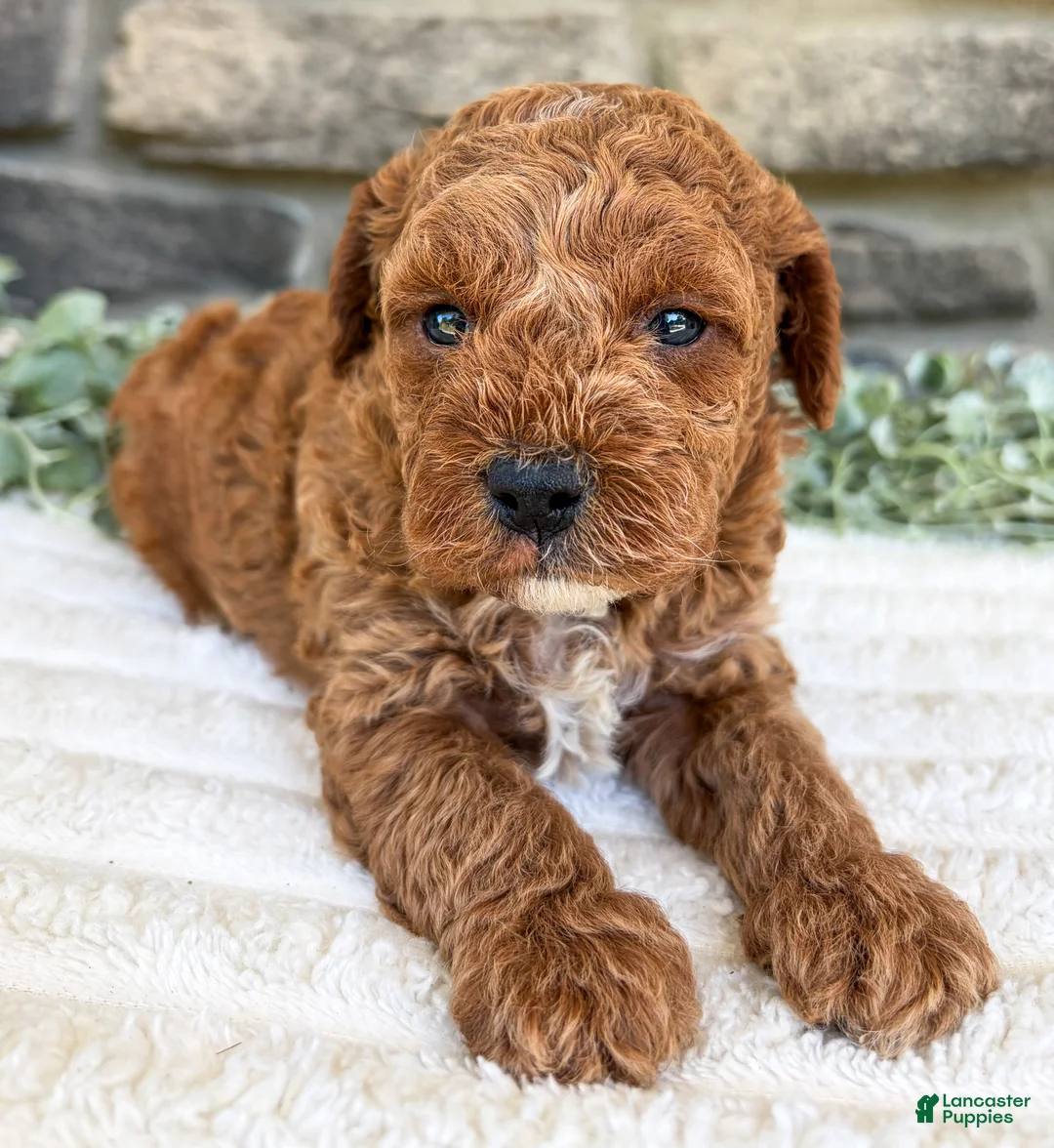 Toy Poodle dogs for sale: Teddy - Ad 6