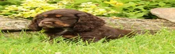 Cocker Spaniel dogs for sale: Melody - Ad 2