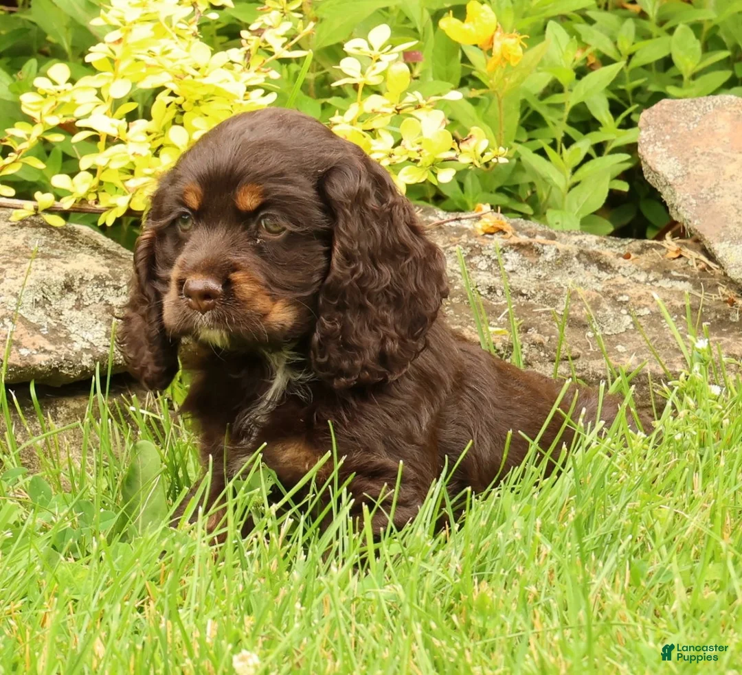 Cocker Spaniel dogs for sale: Melody - Ad 2