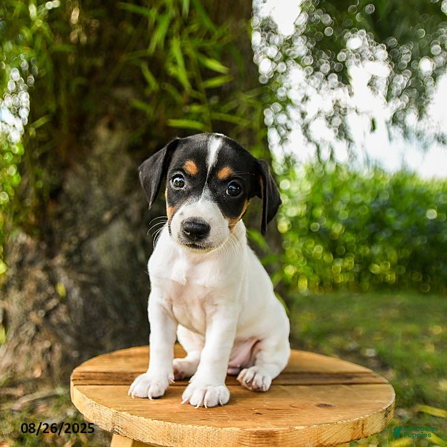 Jack Russell Terrier dogs Ella - Ad 4