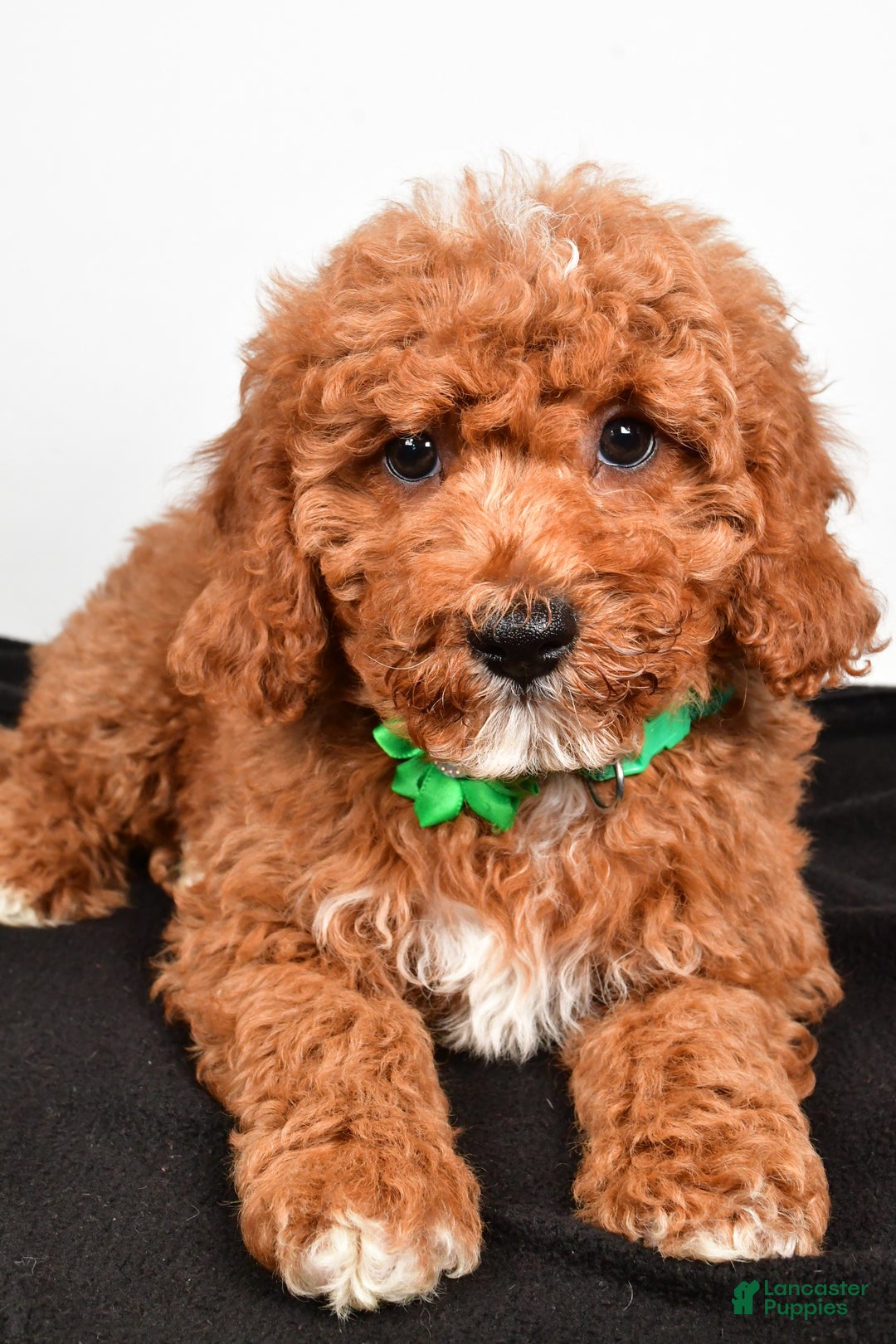 Cavapoo dogs for sale: Shadow - Ad 2