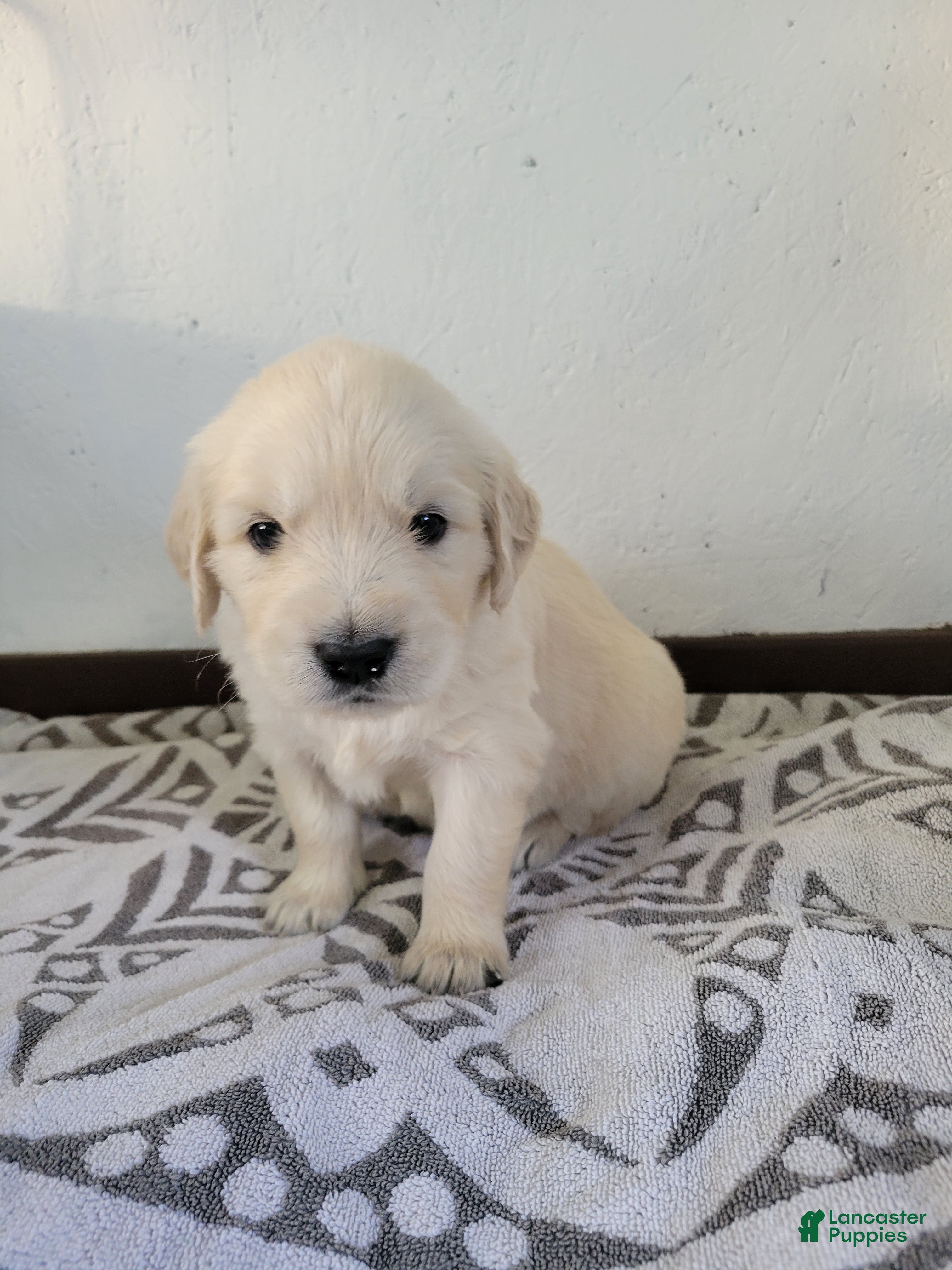 Golden Retriever dogs Captain Crunch, Champion Sired - Ad 1